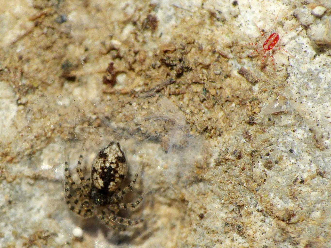 Oecobius maculatus - Santa Severa (RM)